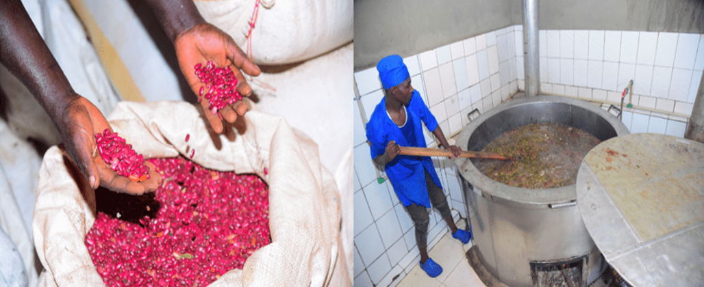 Reforming school meals in Rwanda through common beans - Image 1