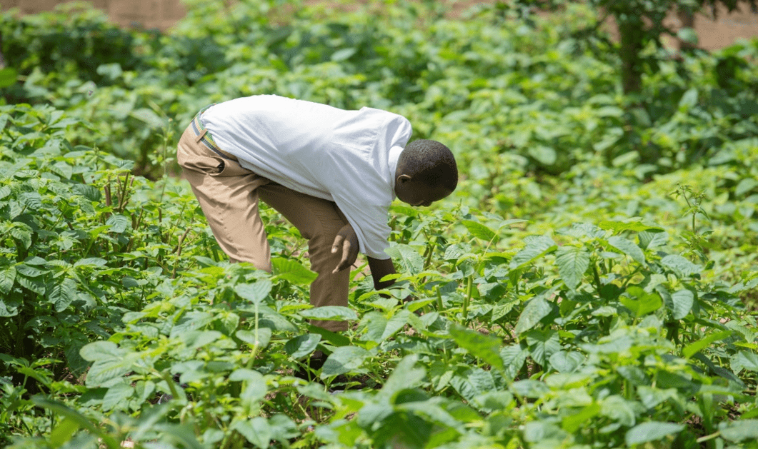 Reforming school meals in Rwanda through common beans - Image 4