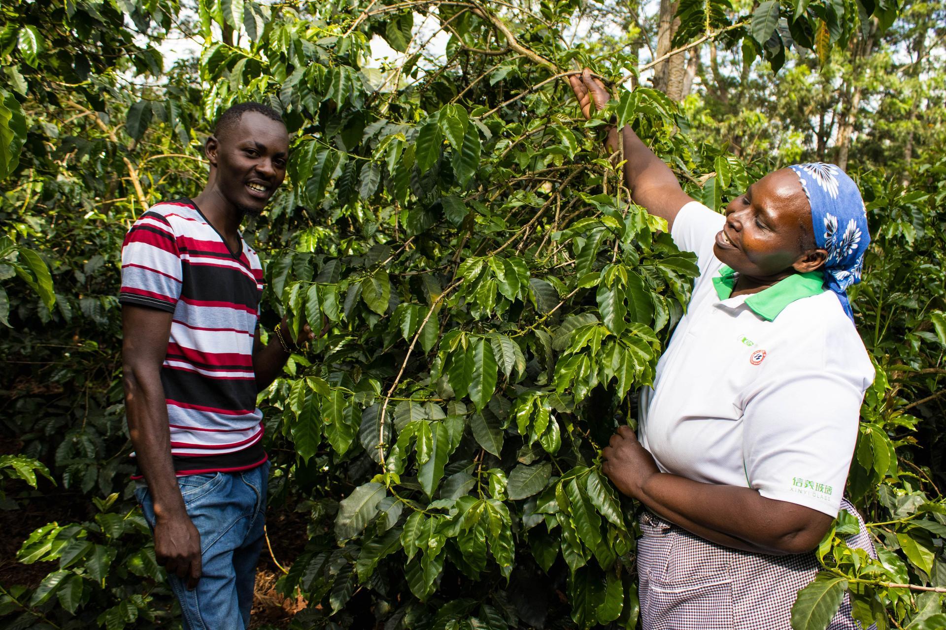Regenerative agriculture a new value proposition for Kenya’s coffee sector - Alliance Bioversity International - CIAT