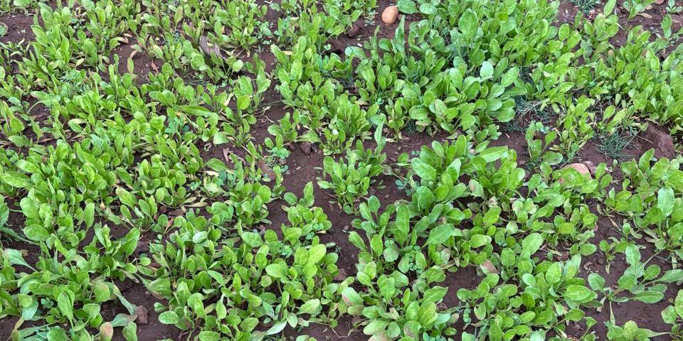 Reimagining School Meals Through Agrobiodiversity in Madhya Pradesh - Image 3