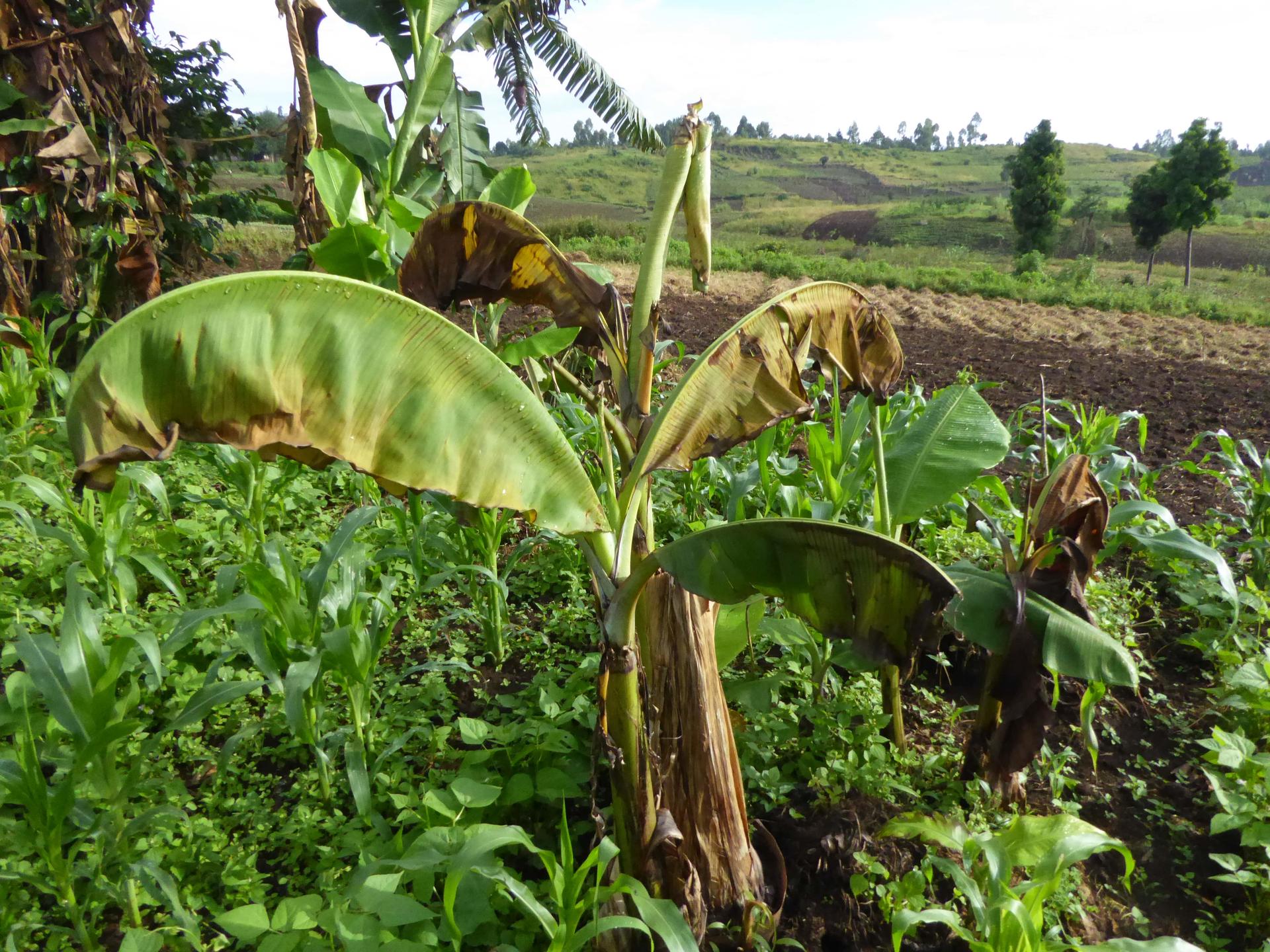 Researchers Show Consequences Of Inaction on Devastating Banana Disease - Alliance Bioversity International - CIAT