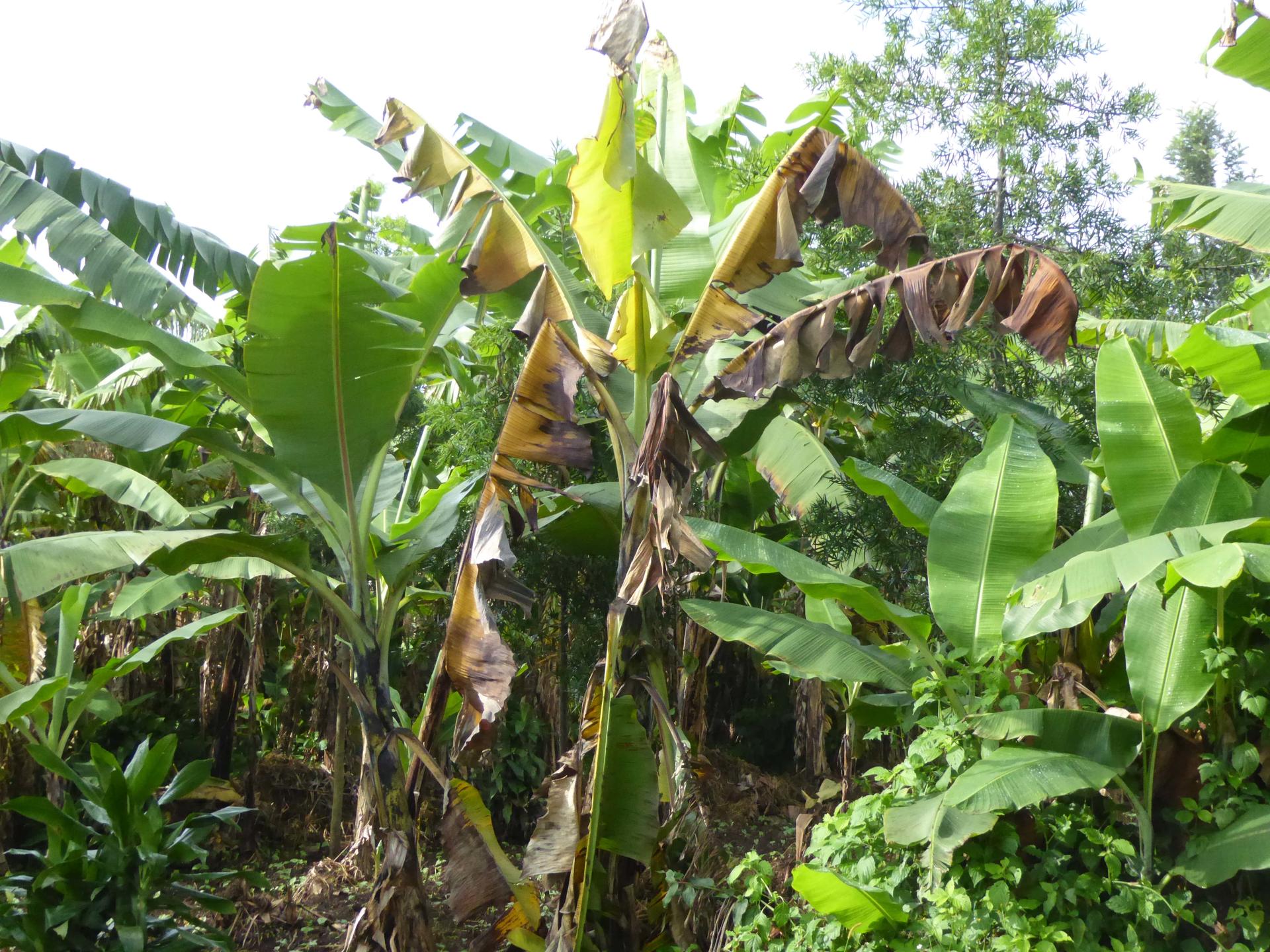 Researchers Show Consequences Of Inaction on Devastating Banana Disease - Alliance Bioversity International  - CIAT