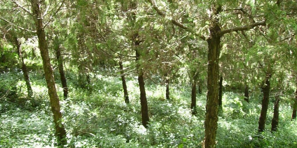 Restoring Ethiopia&rsquo;s timber economy with multi-age juniperus procera forests - Image 2