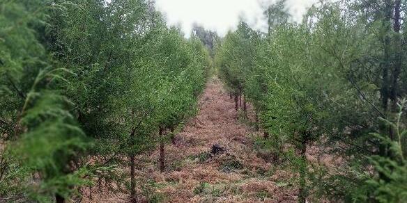 Restoring Ethiopia&rsquo;s timber economy with multi-age juniperus procera forests - Image 4