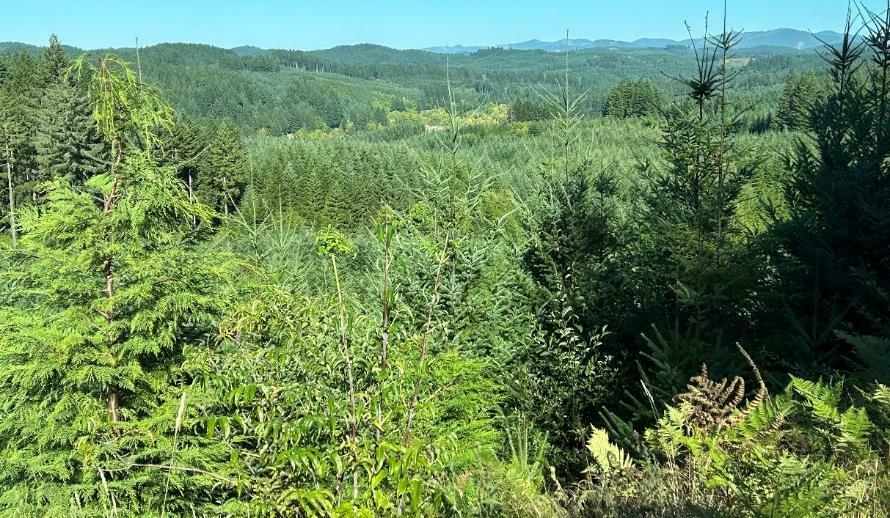 Restoring Ethiopia&rsquo;s timber economy with multi-age juniperus procera forests - Image 5