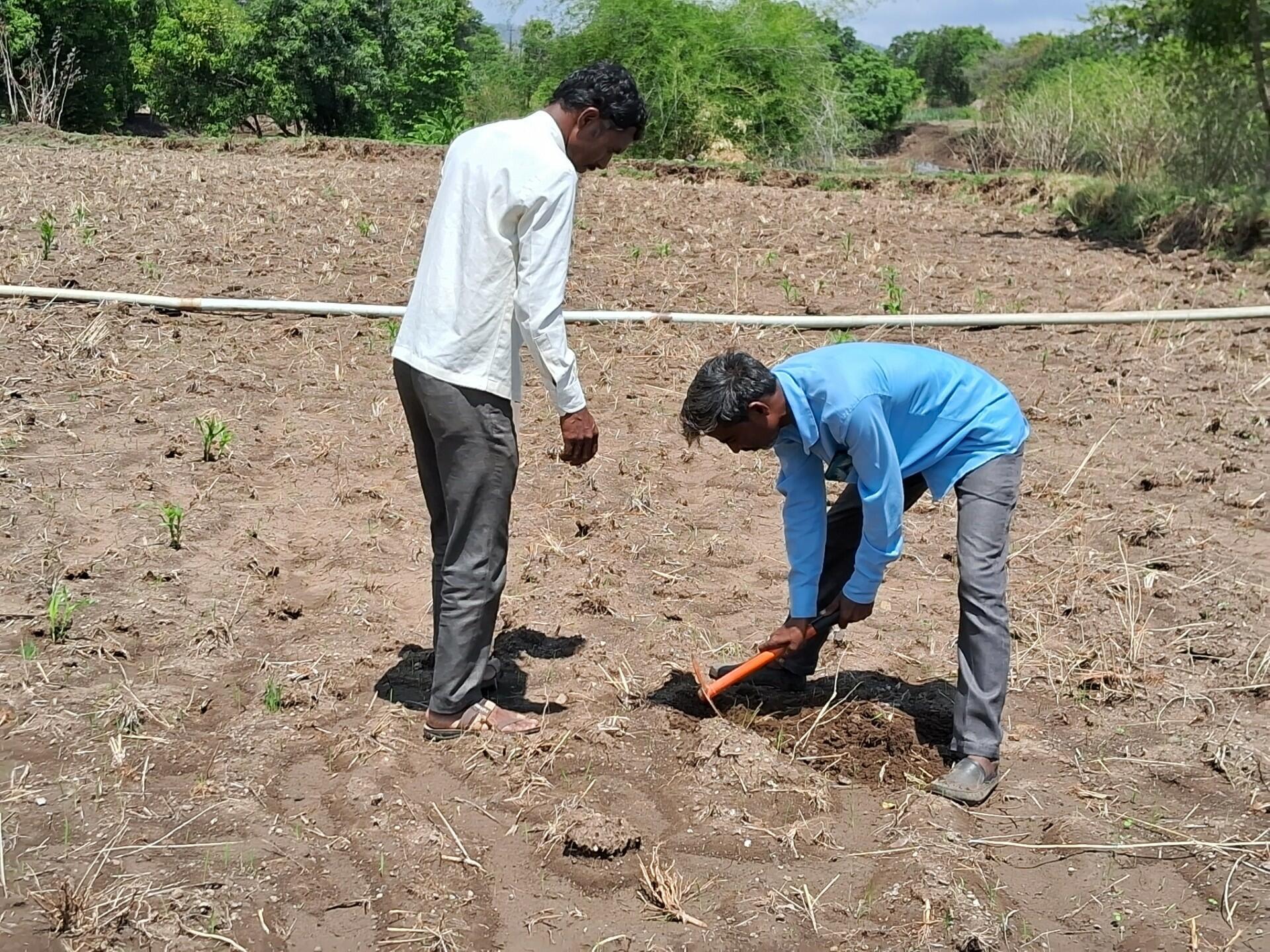 Reviving the earth Soil health insights from Akole and Nandurbar, Maharashtra, India - Image 3