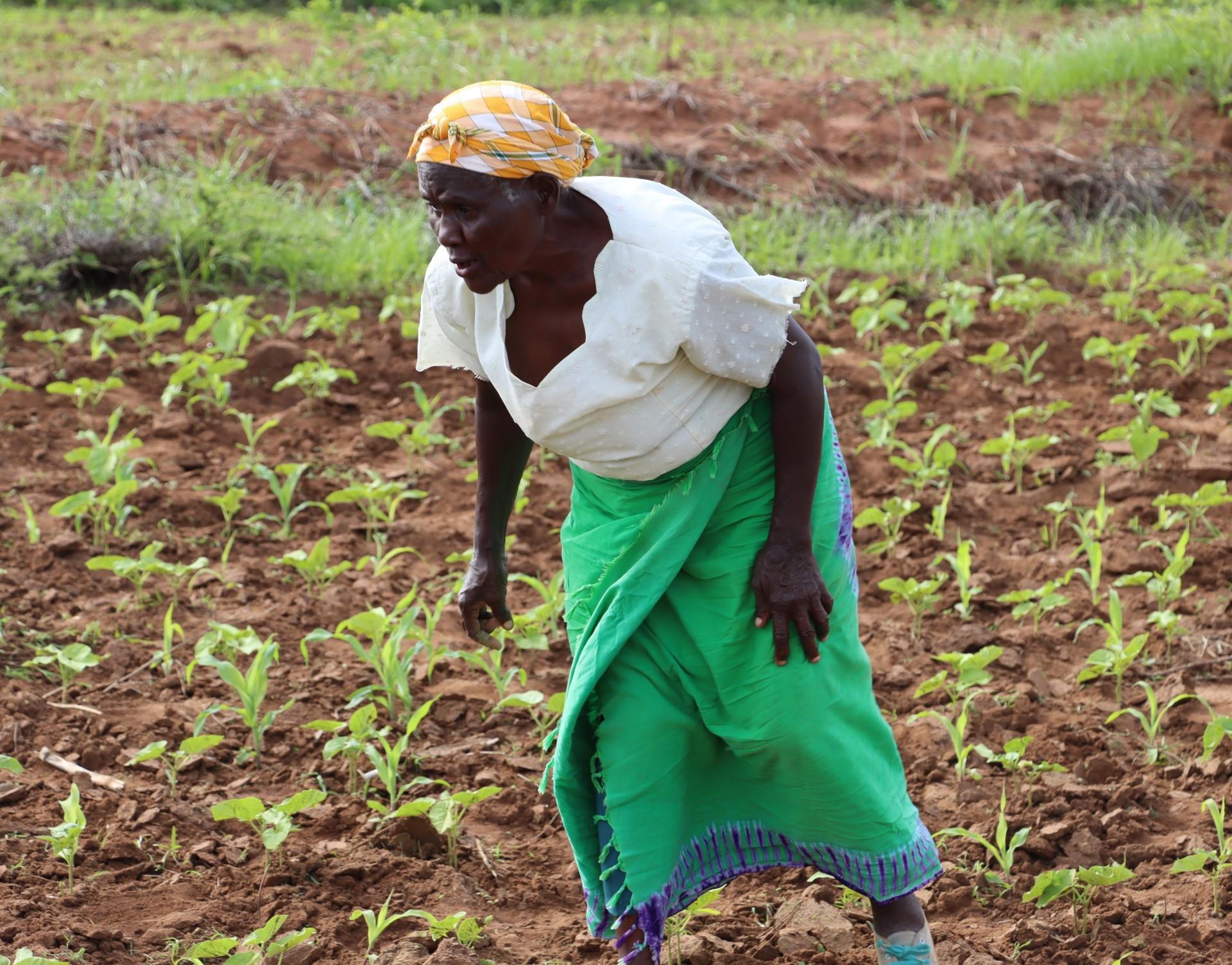 Rhodah Nzioka A farmer in Makindu practising CSA - Credit Esther Nzuki - Alliance Bioversity International - CIAT