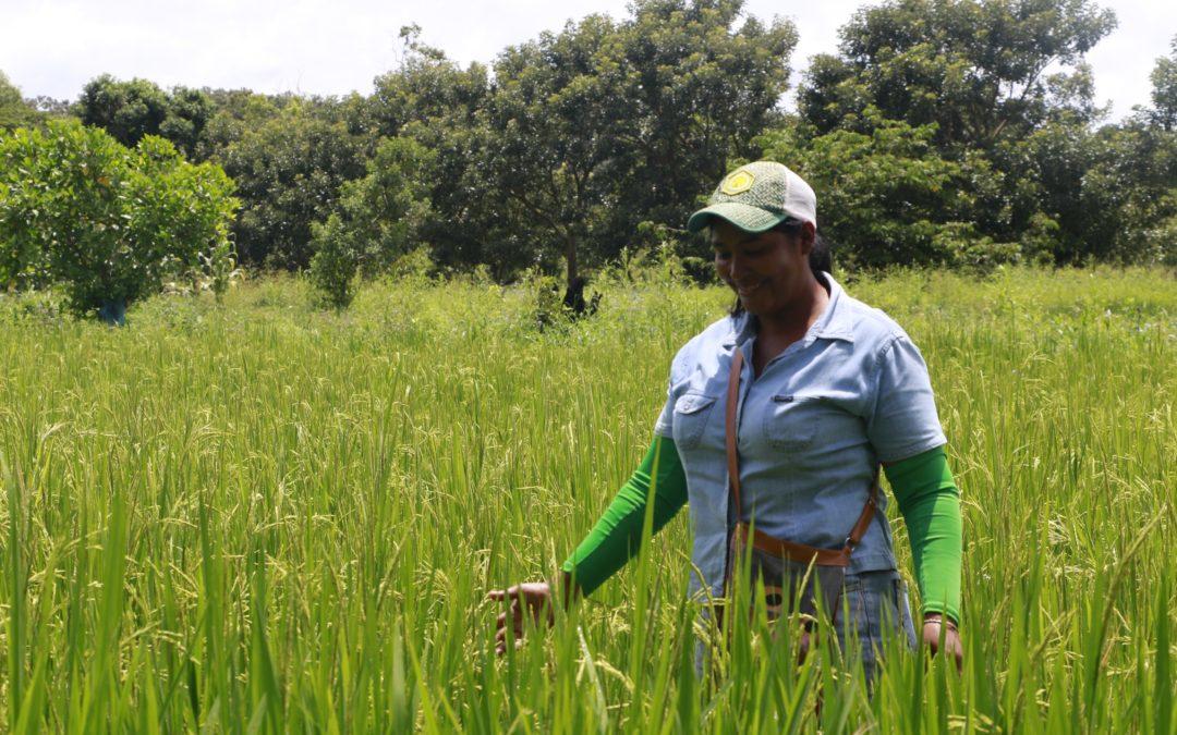 Gender and AWD. A study in progress with rice farmers in Colombia