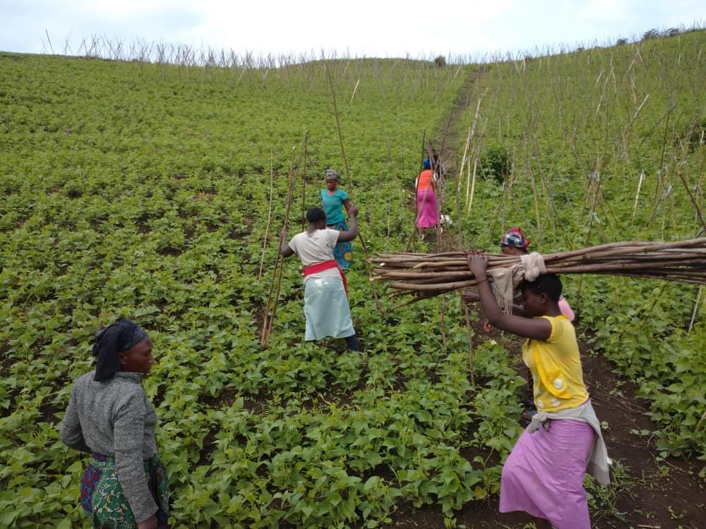 Rural Women Empowerment in Eastern DRC Through the Beans Value Chain - Image 2