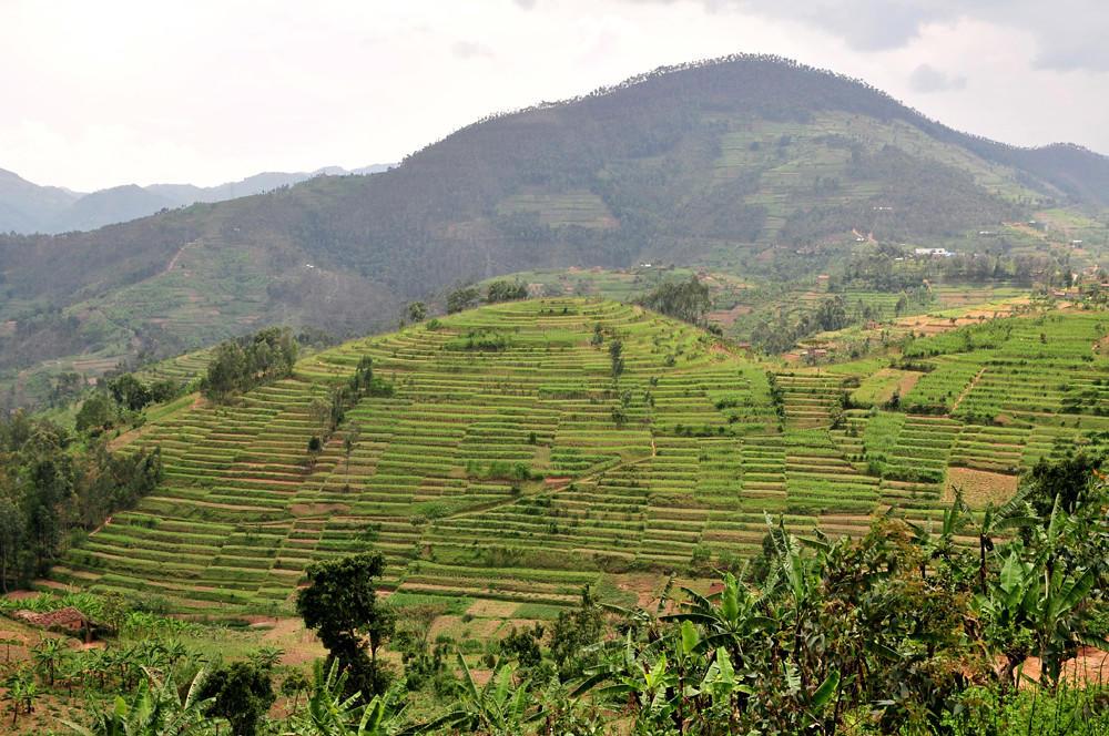 Rwanda - Alliance Bioversity International - CIAT - Image 1