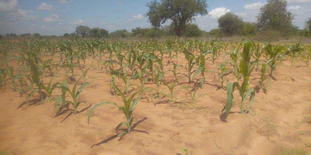 Maize growing in one of the plots using the surface water retention (SWRT) technology. Credit: JKUATES/S. Muendo