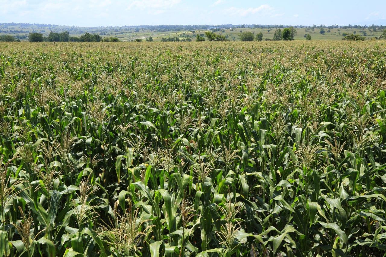 Scaling Optimized Fertilizer Use for Sustainable Maize Farming - Image 1