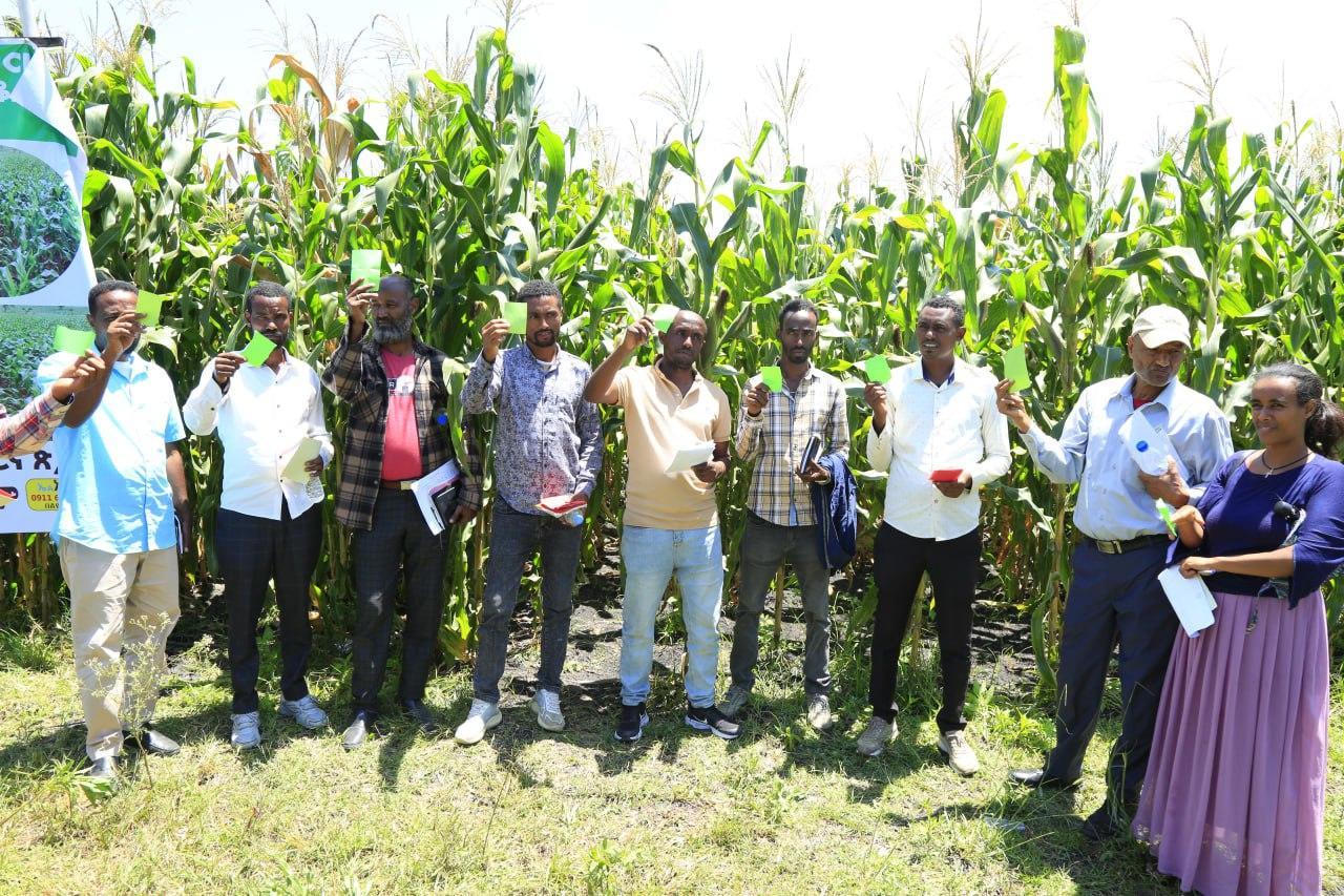 Scaling Optimized Fertilizer Use for Sustainable Maize Farming - Image 2