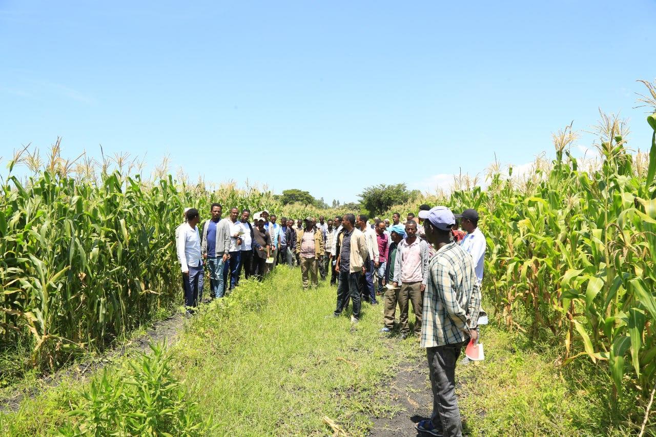 Scaling Optimized Fertilizer Use for Sustainable Maize Farming - Image 5