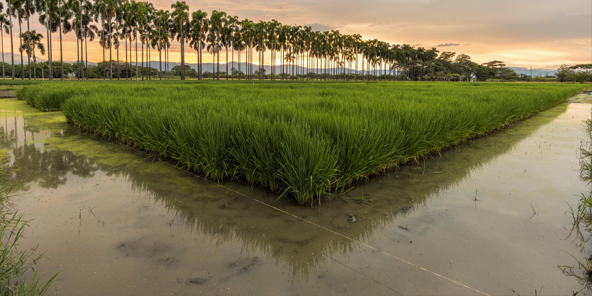 Rice - Alliance Bioversity International - CIAT