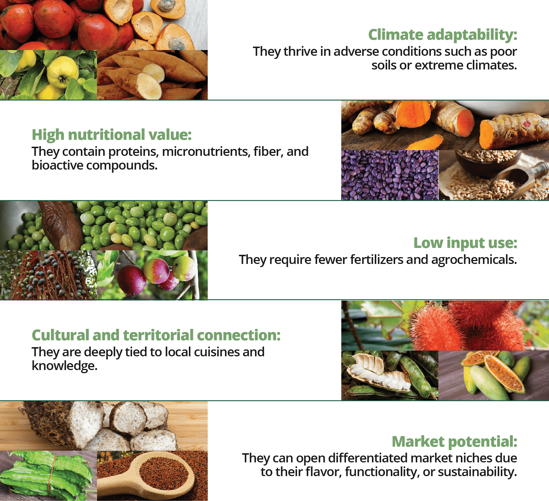 Seeds for Tomorrow Opportunity Crops that Nourish Hope in Times of Climate Change - Crop opportunity benefits