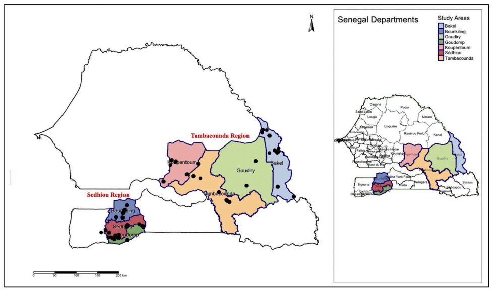 Selling to feed, adapting to survive the key role of traditional markets in Senegal - Image 1