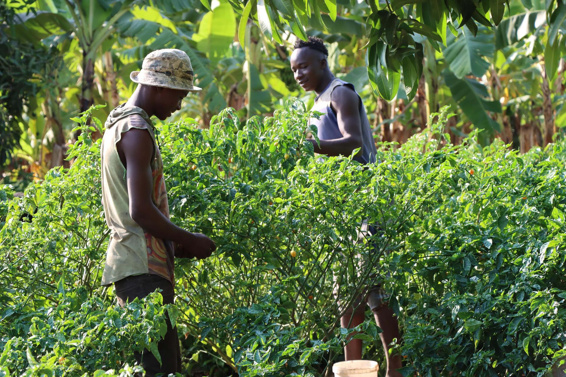 Senegal's climate commitments put agriculture and forestry in the spotlight - Image 1