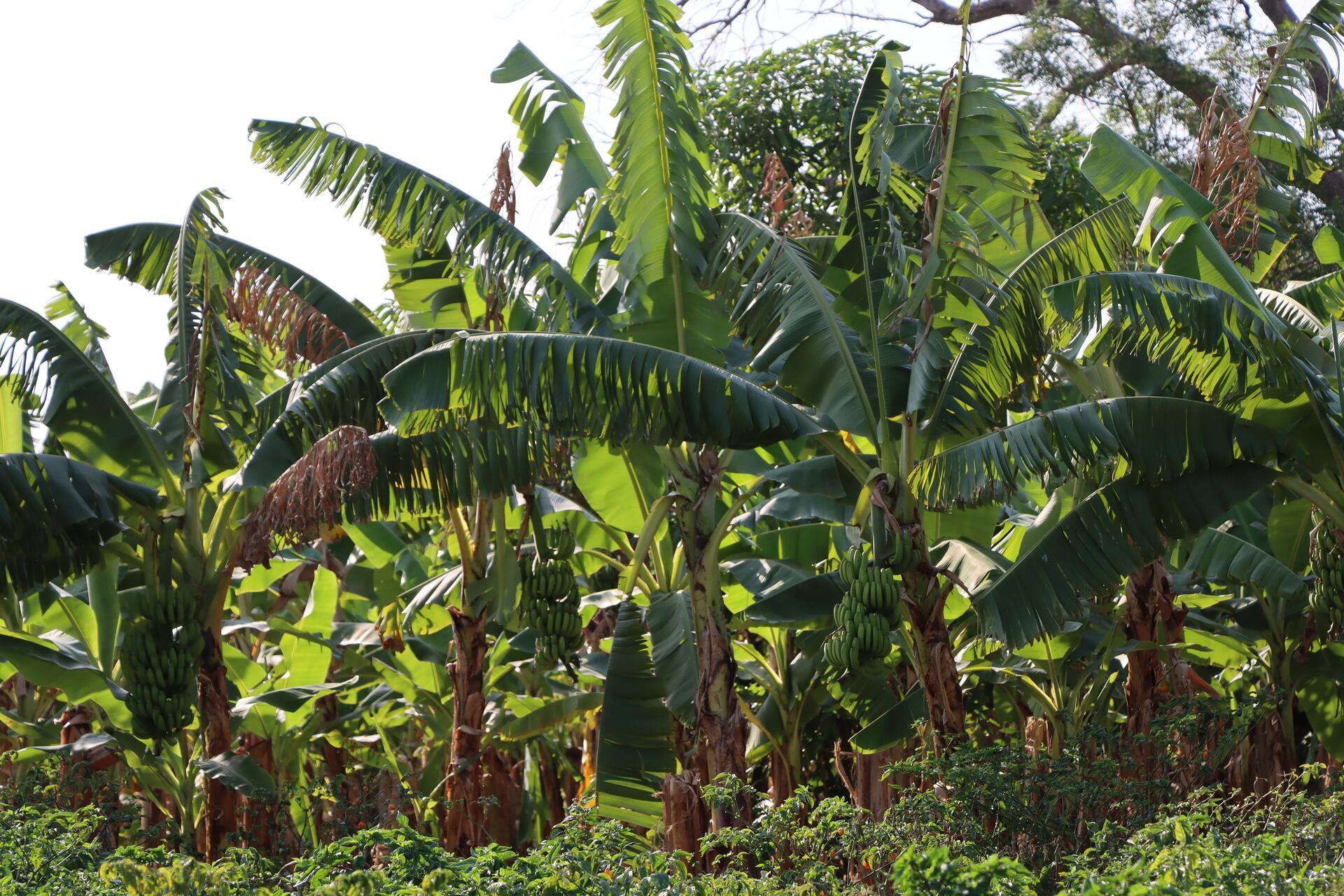 Senegal's climate commitments put agriculture and forestry in the spotlight - Image 2