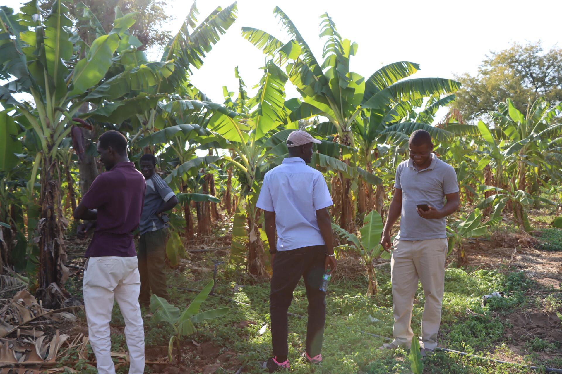 Senegal's climate commitments put agriculture and forestry in the spotlight - Image 3