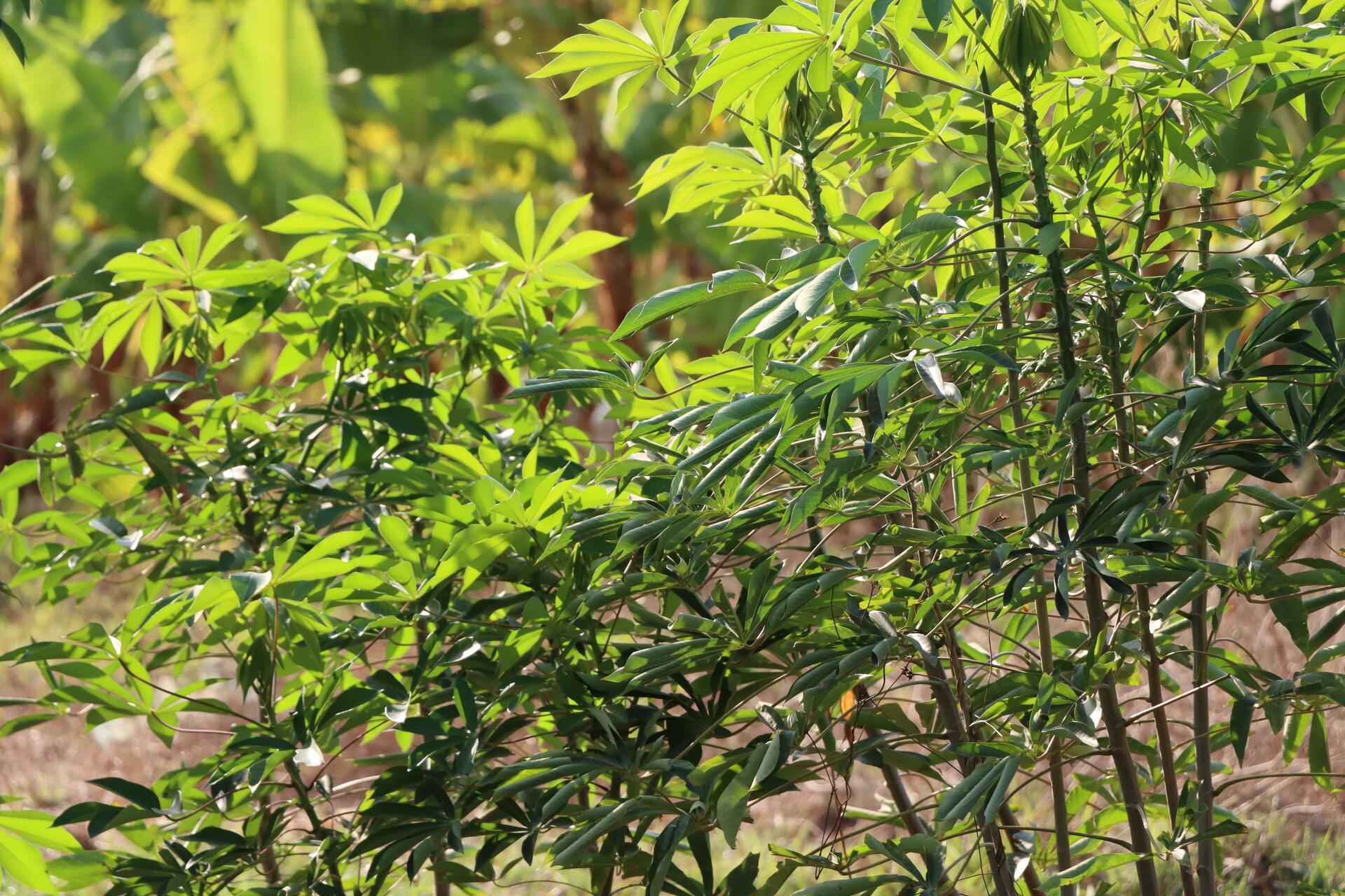 Senegal's climate commitments put agriculture and forestry in the spotlight - Image 4