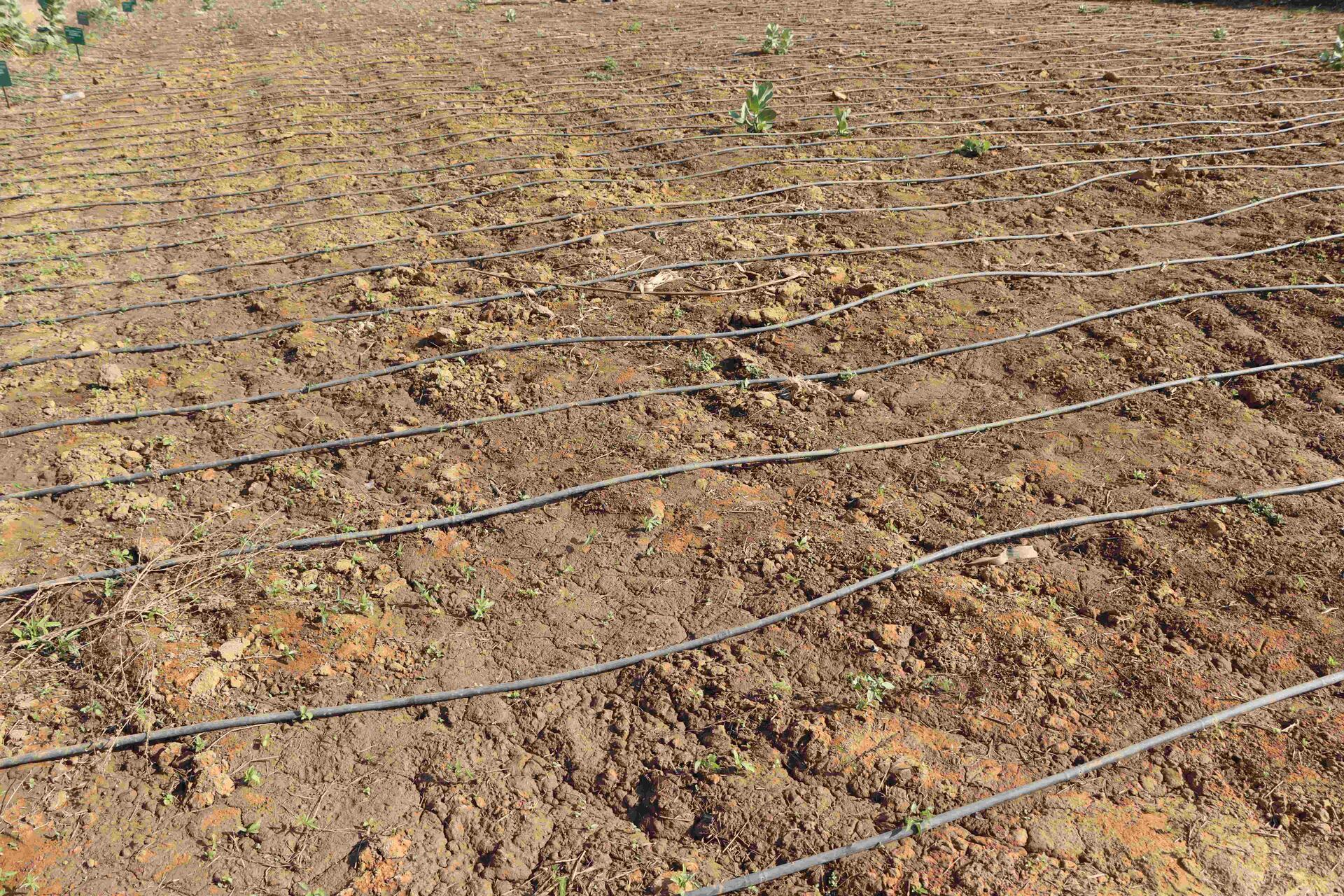 Senegal's climate commitments put agriculture and forestry in the spotlight - Image 7