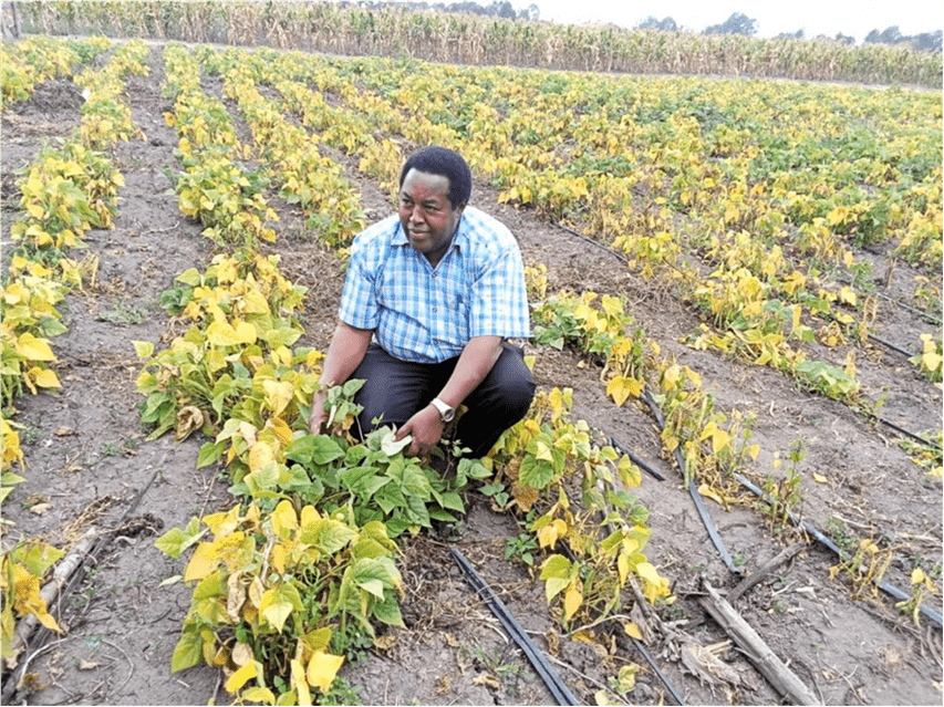 Small seed, bigger harvest - How Waithera is winning Kenyan farmers' trust - Image 1