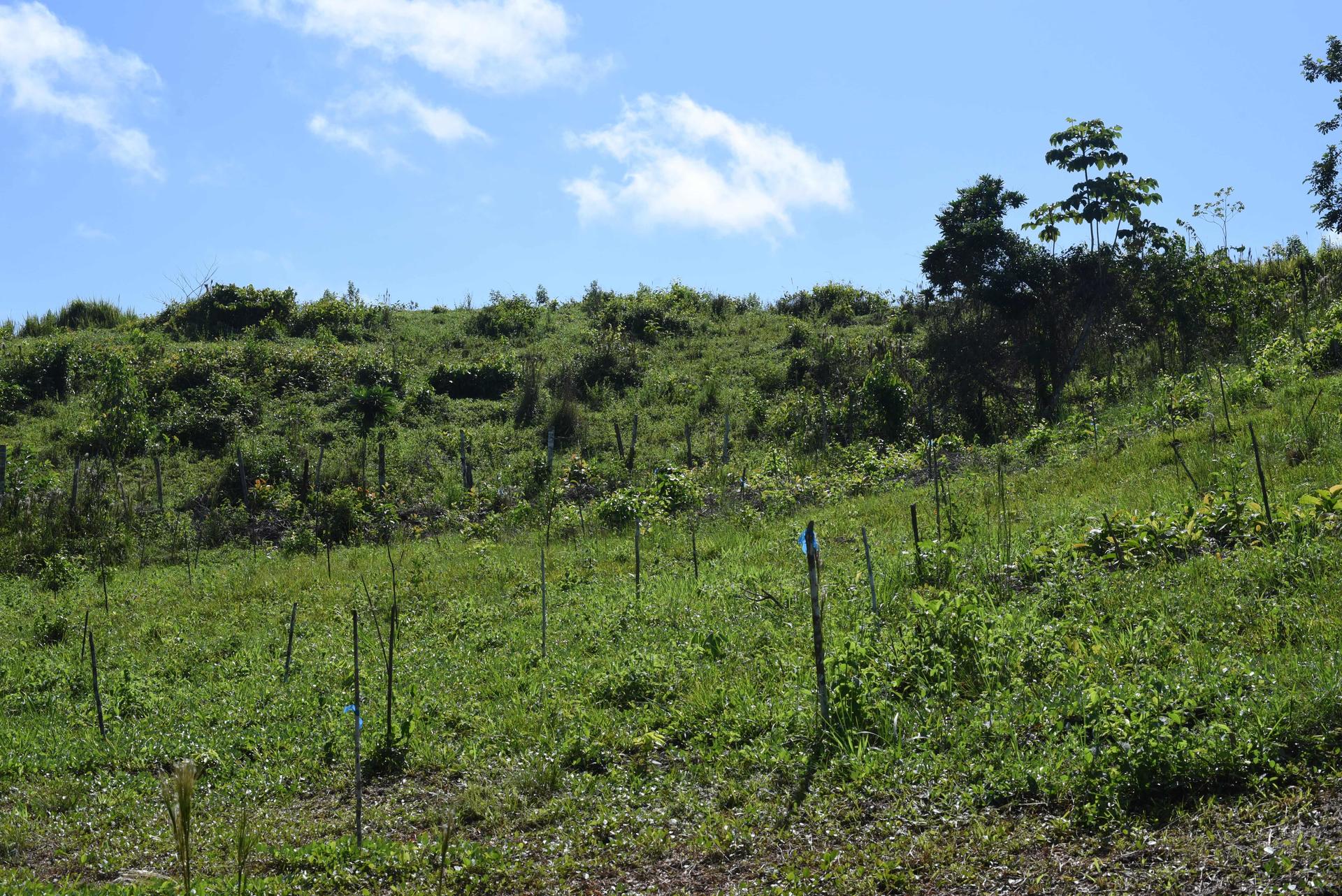 Agroecological regenerative cocoa arc project Peru
