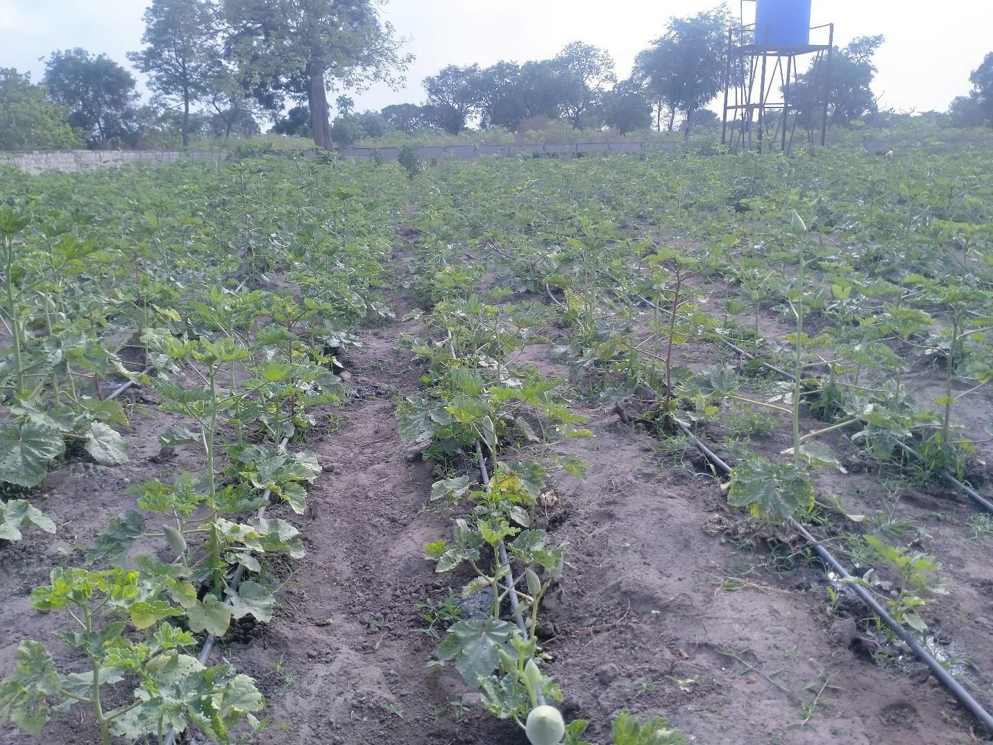 Sowing the Drops of Change Transforming Lives in the Sahel Amidst Climate Adversity - Image  4