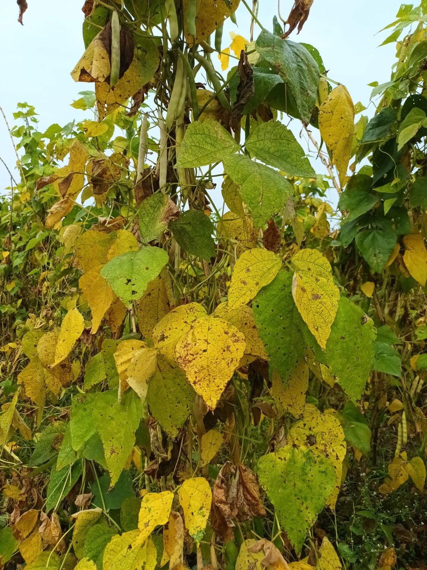 Strengthening Bean Pathology Collaboration to Combat Diseases and Pests in Africa - Image 2