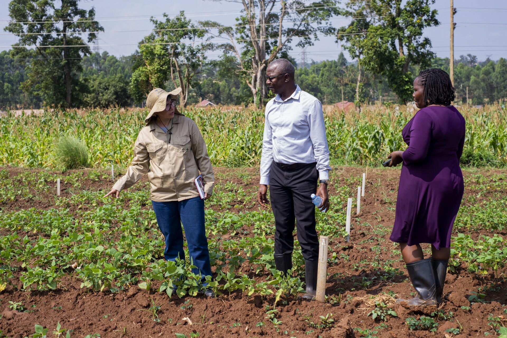Strengthening Bean Pathology Collaboration to Combat Diseases and Pests in Africa - Image 3