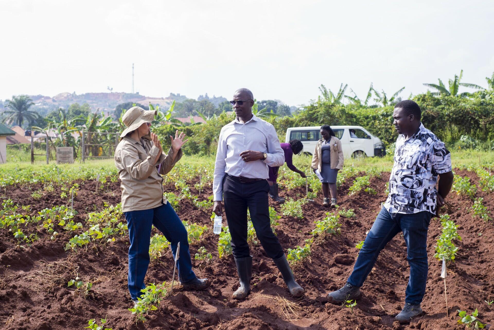 Strengthening Bean Pathology Collaboration to Combat Diseases and Pests in Africa - Image 4