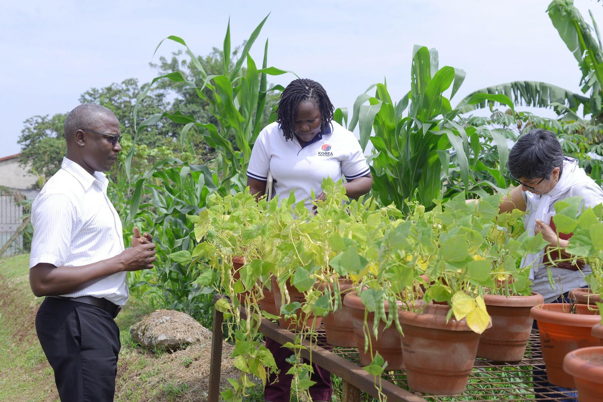 Strengthening Bean Pathology Collaboration to Combat Diseases and Pests in Africa - Image 5