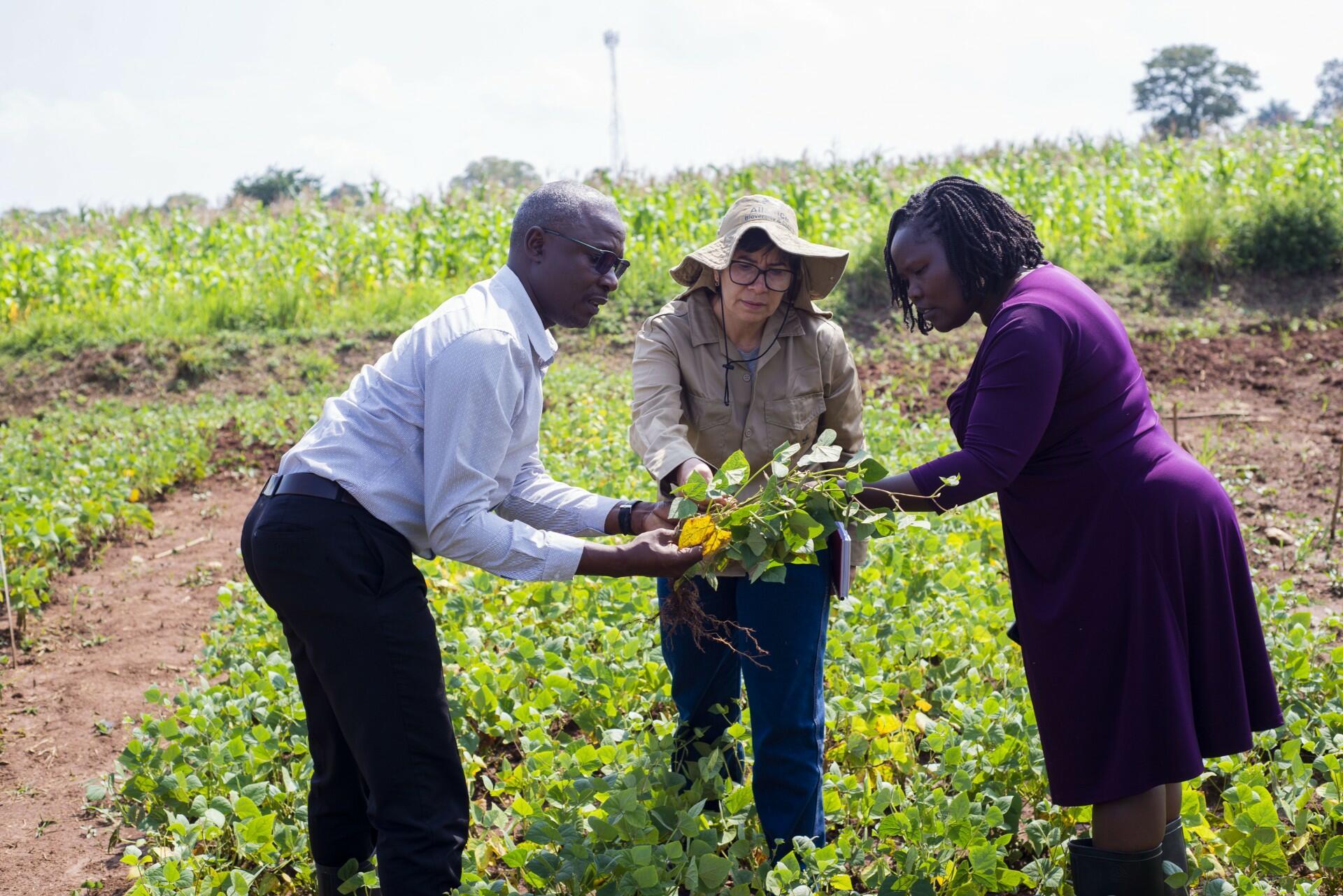Strengthening Bean Pathology Collaboration to Combat Diseases and Pests in Africa - Image 6
