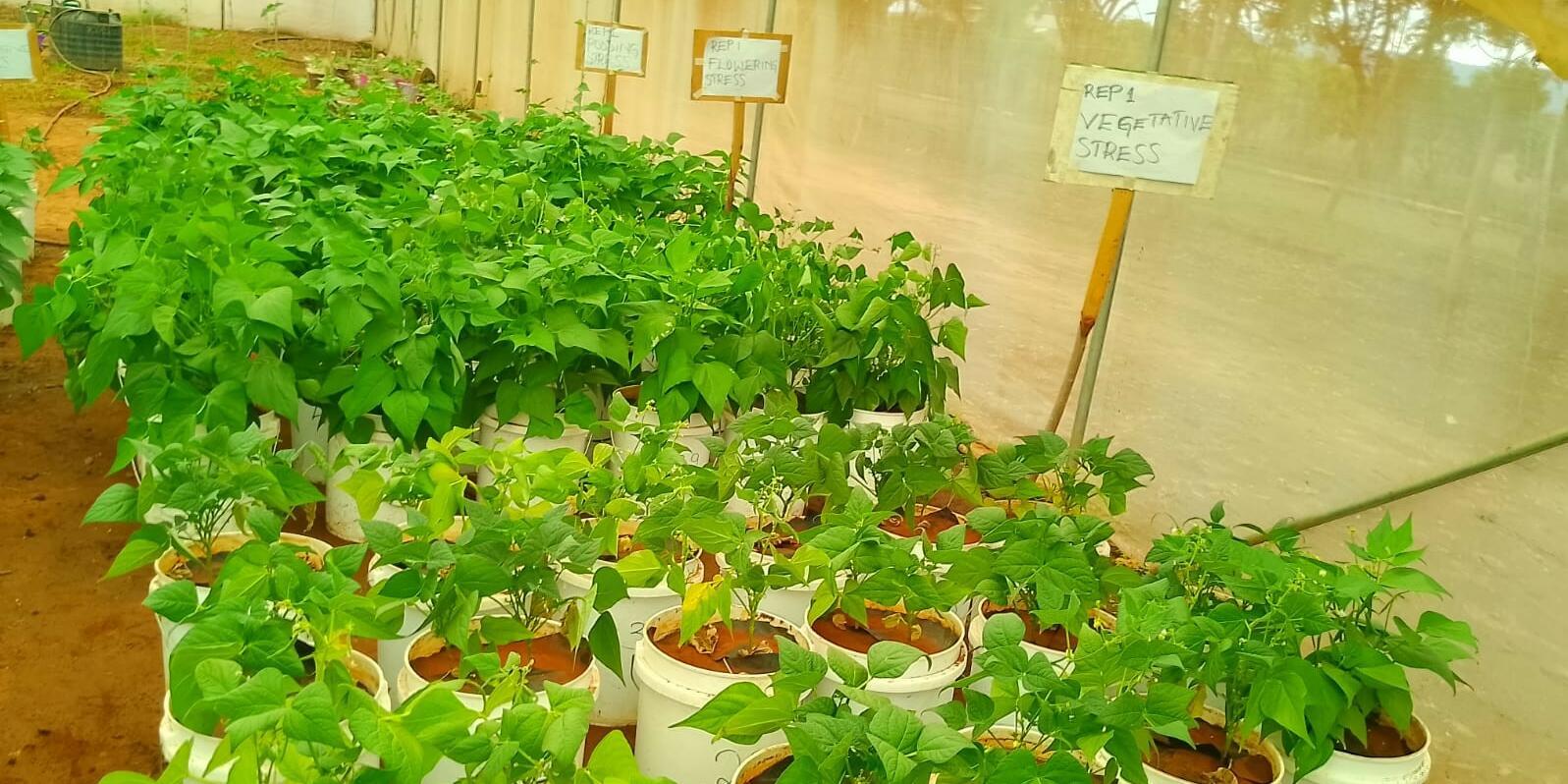 Strengthening data-driven research for climate-resilient beans - Highlights from the BIOBELIEF data analysis workshop - Alliance Bioversity International - CIAT - Image 1
