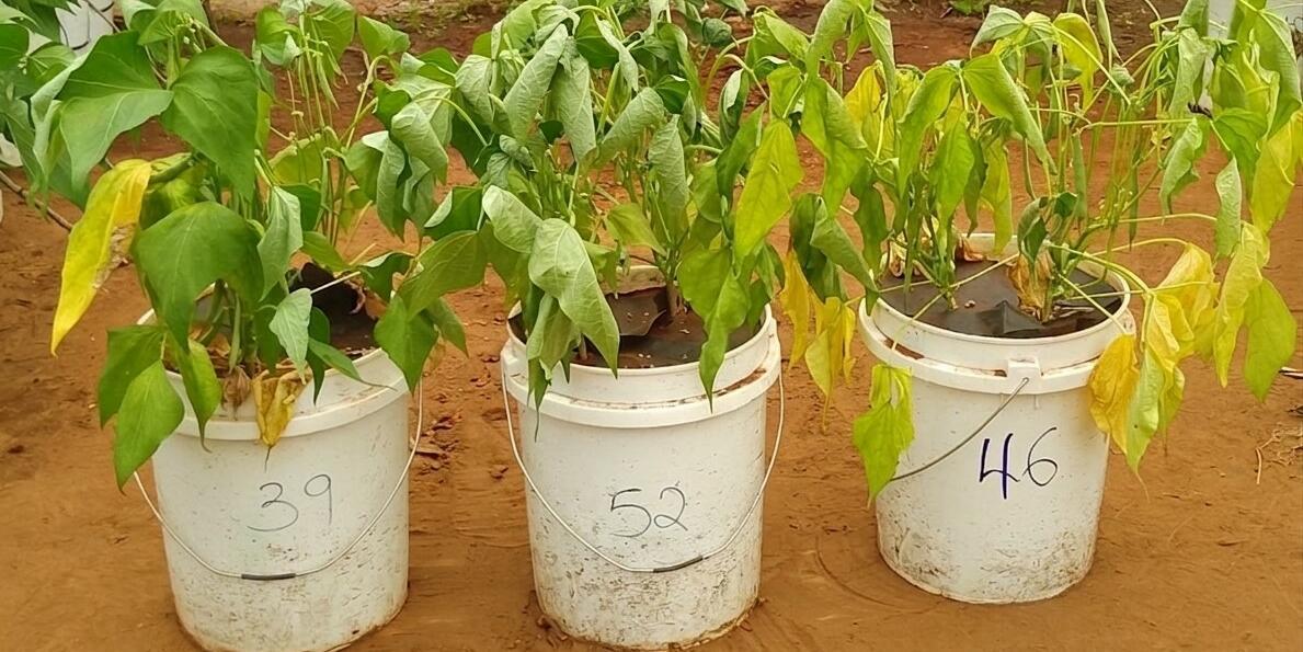 Strengthening data-driven research for climate-resilient beans Highlights from the BIOBELIEF data analysis workshop - Image 10