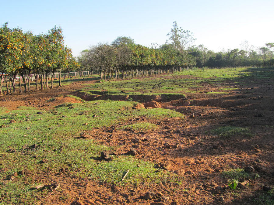 Primeros pasos del CIAT en suelo paraguayo
