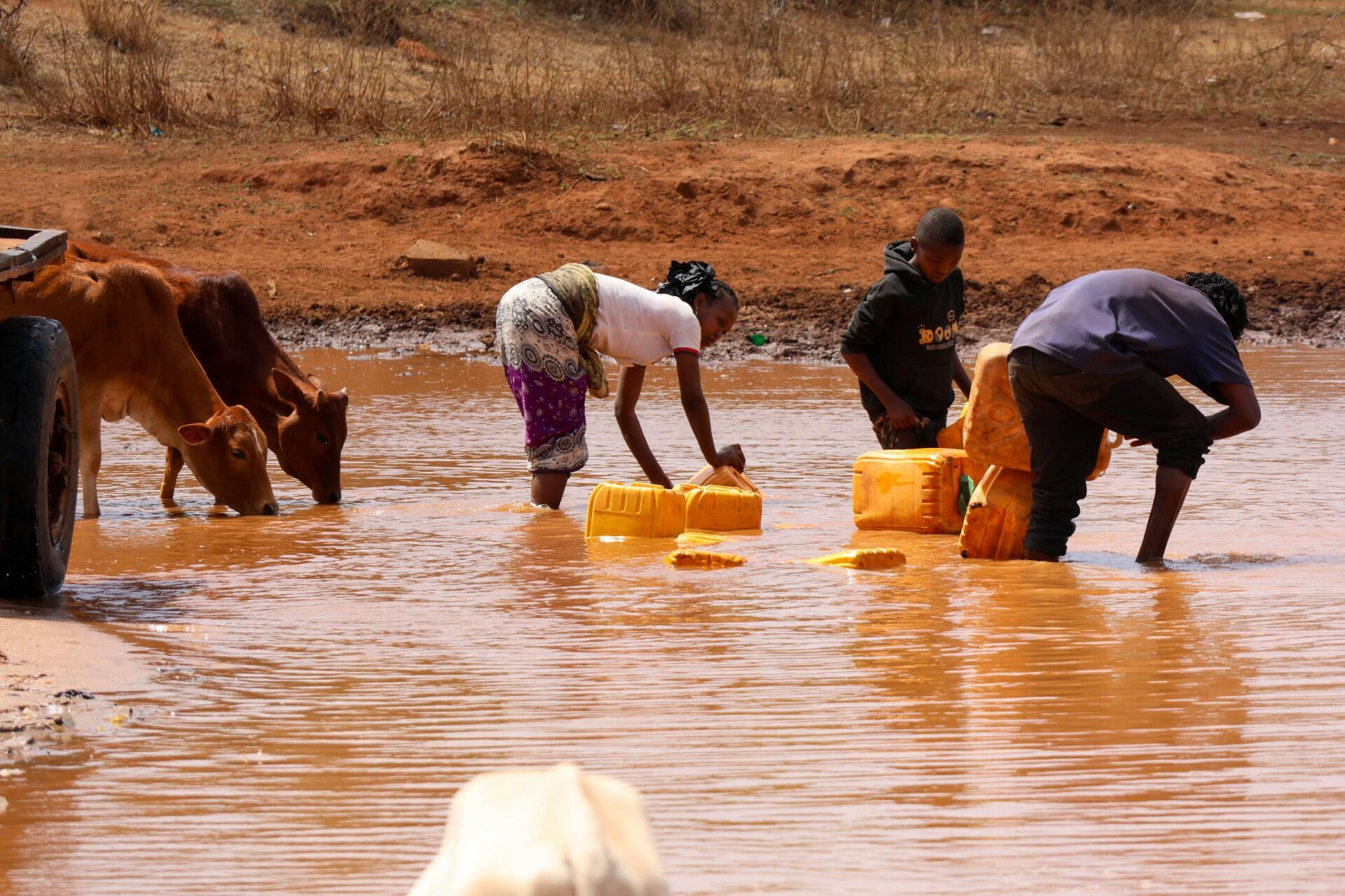 Surviving drought with better data - Ethiopian pastoralists use a digital monitoring system to avoid crisis - Alliance Bioversity International - CIAT - Image 4