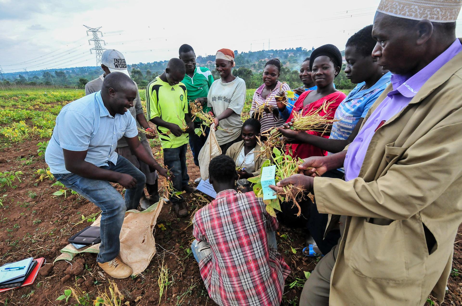 Sustainable Agricultural Development Roots of Peacebuilding - Image 2