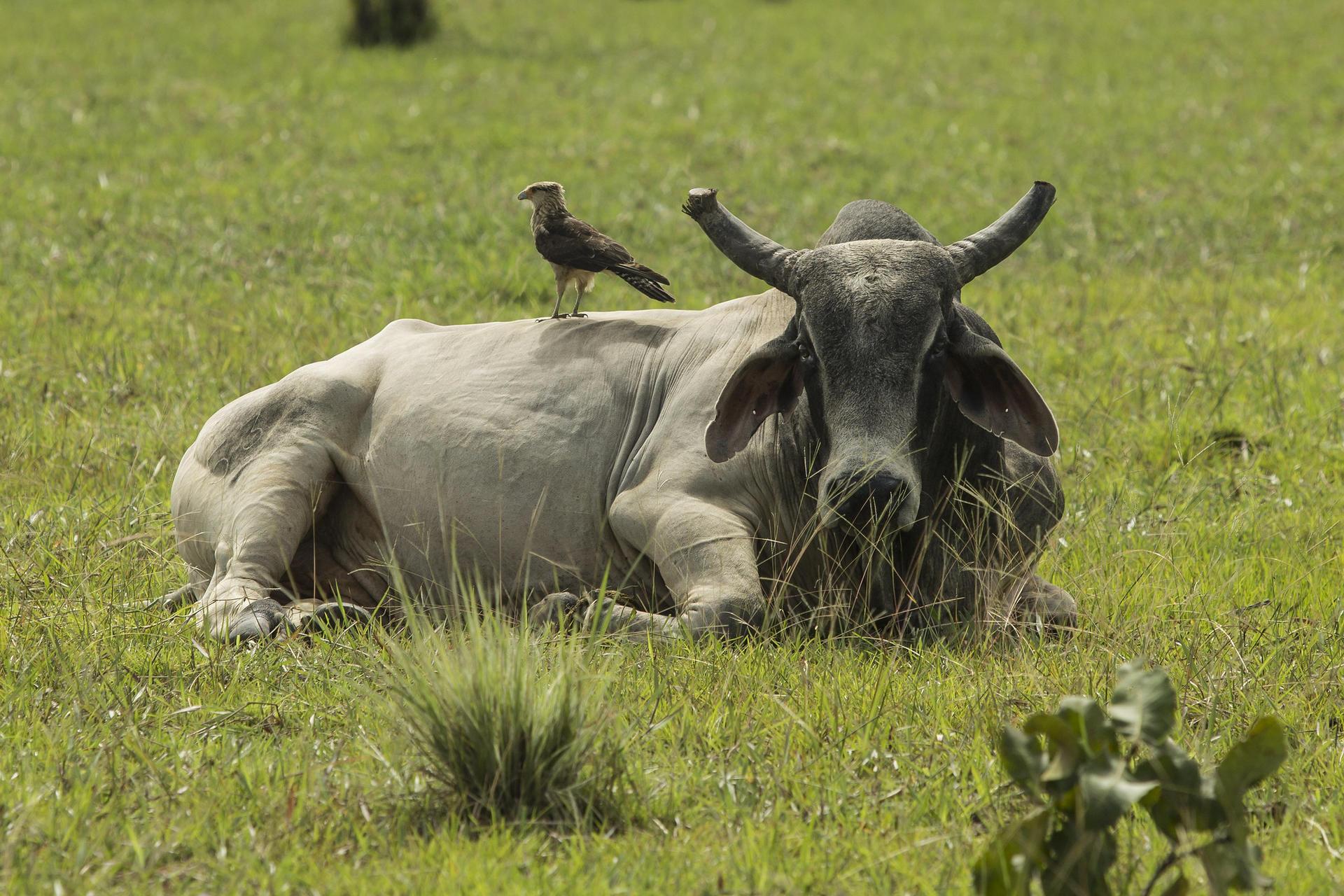 Sustainable Livestock Farming Practices for Resilience - Image 3