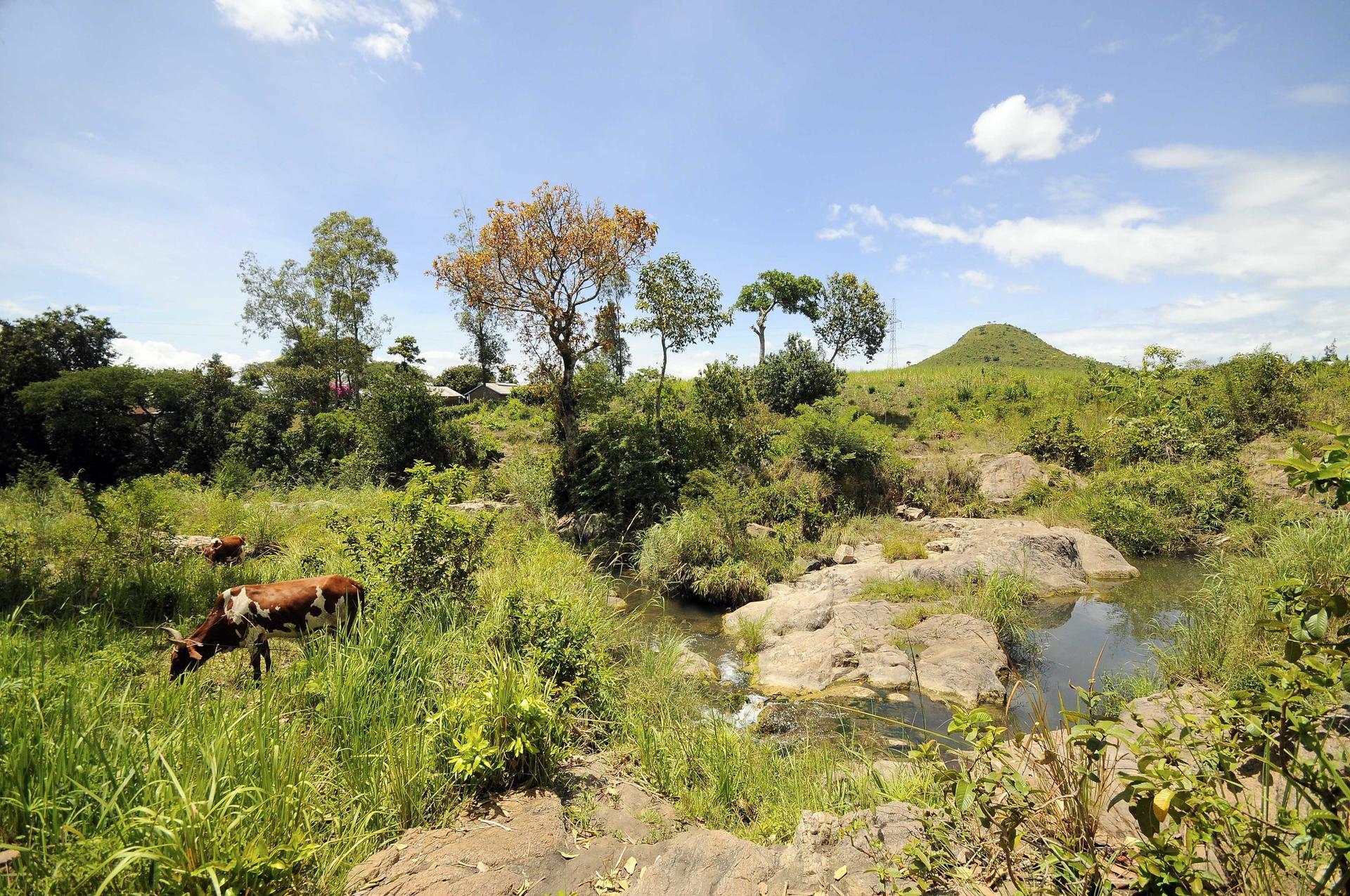 Sustainable Livestock Farming Practices for Resilience - Image 4