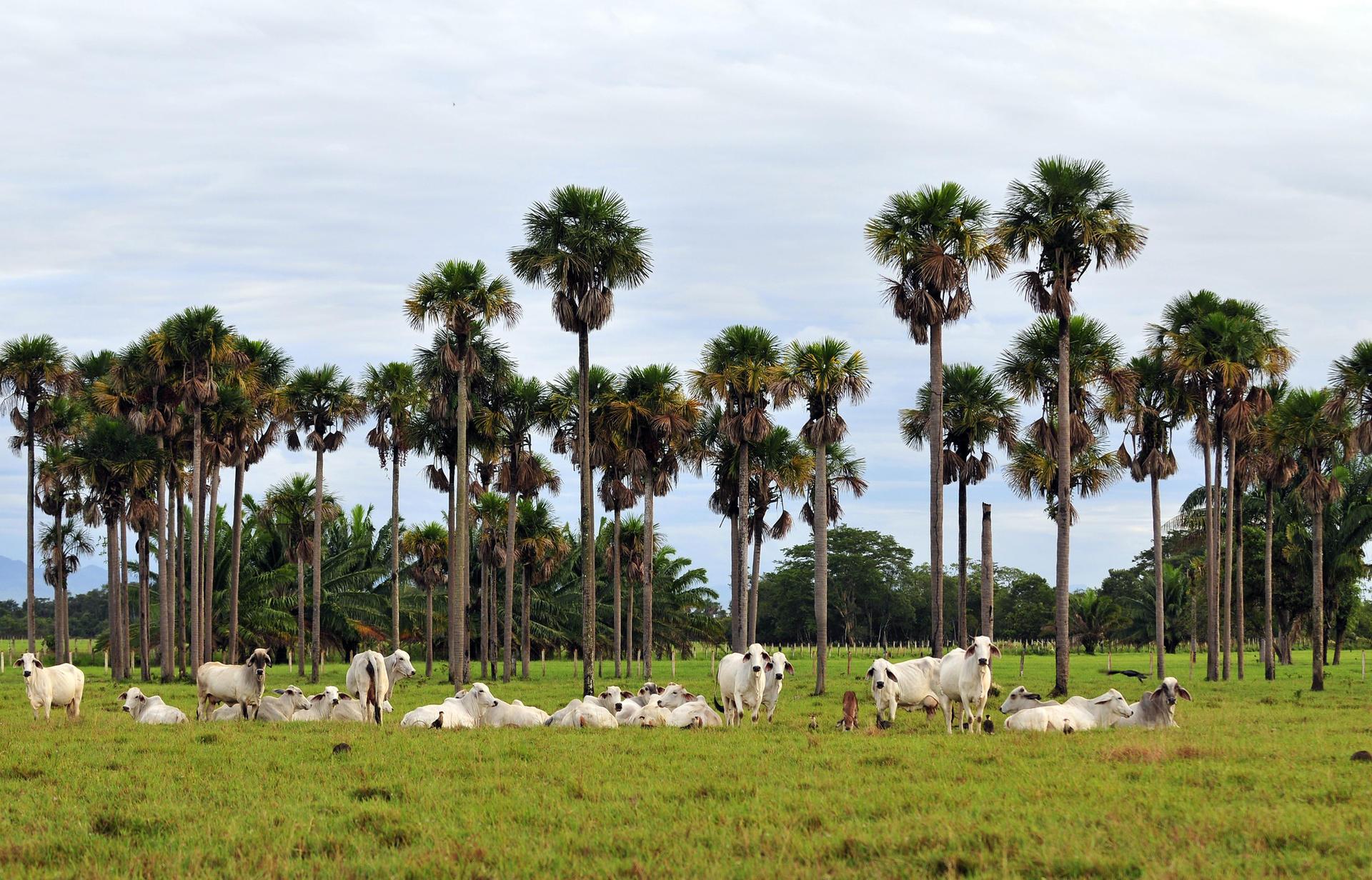 Sustainable Livestock Farming Practices for Resilience - Image  8