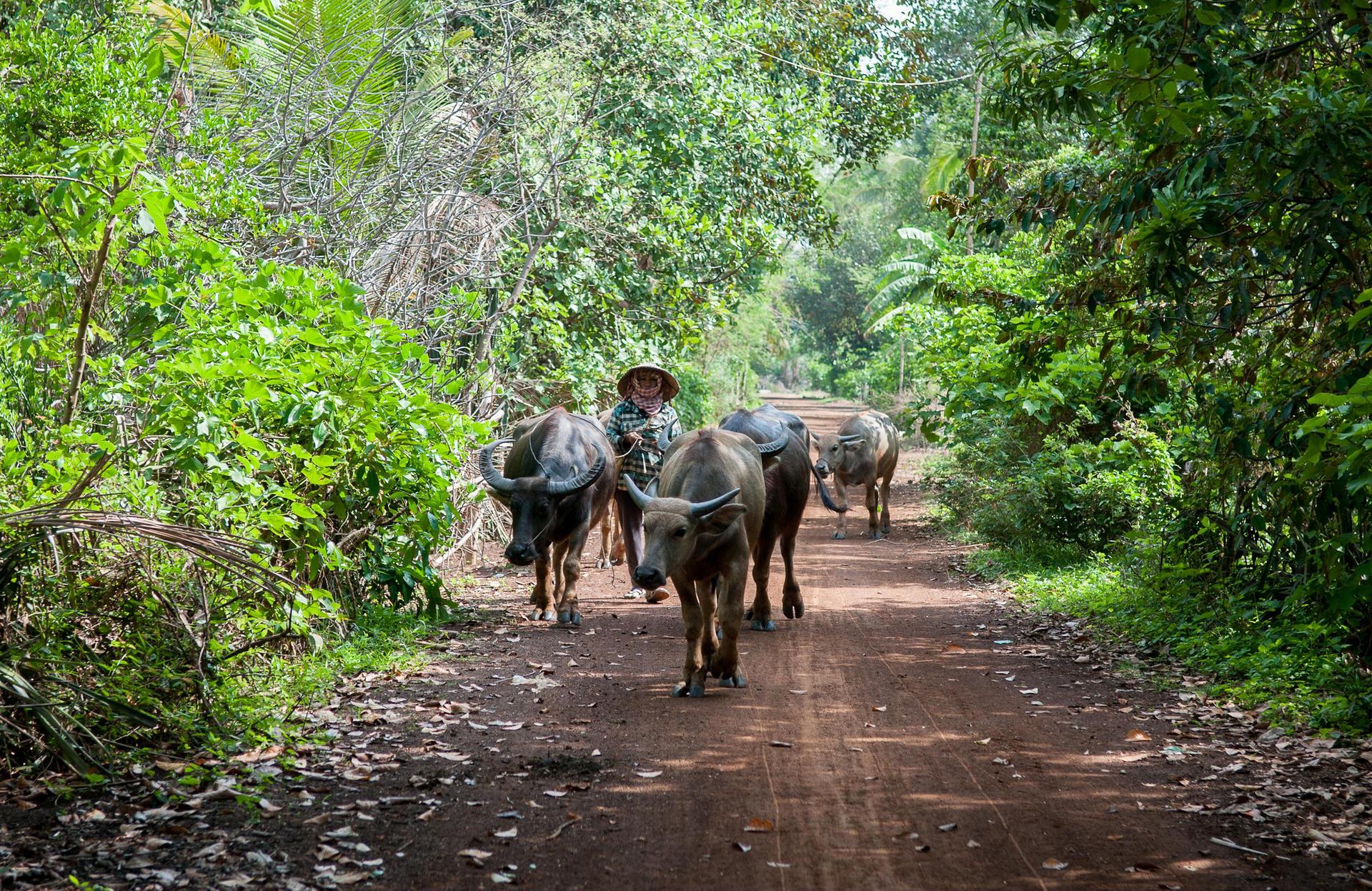 Sustainable Livestock Farming Practices for Resilience - Image  9