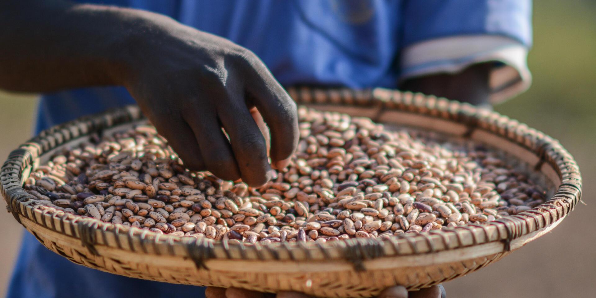 The Alliance Champions School Meals  - Alliance Bioversity International - CIAT - Image 2