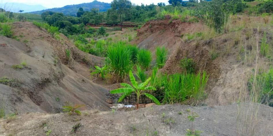 The Ethiopia Green Legacy Initiative embarks exemplary landscape restorations -  Evidence from the Gurage and Wolaita Zones of Ethiopia - Image 11