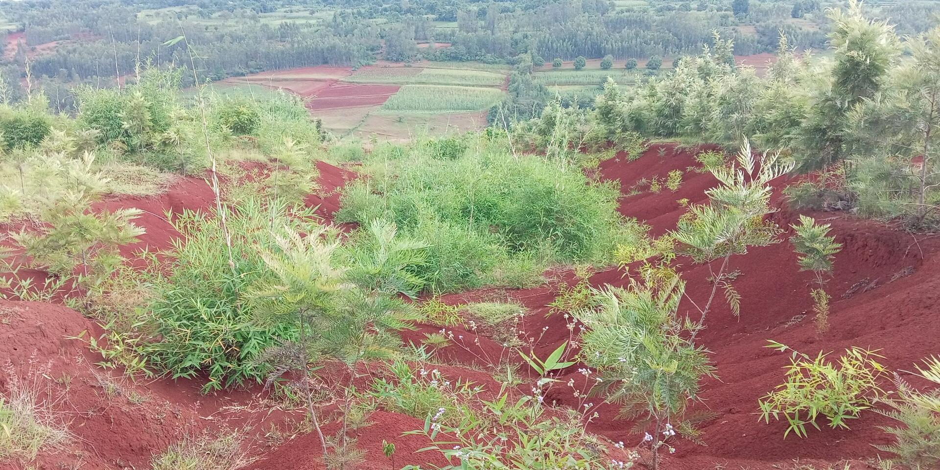 The Ethiopia Green Legacy Initiative embarks exemplary landscape restorations -  Evidence from the Gurage and Wolaita Zones of Ethiopia - Image 12