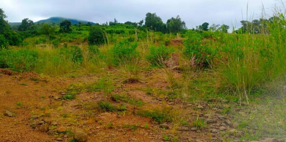 The Ethiopia Green Legacy Initiative embarks exemplary landscape restorations -  Evidence from the Gurage and Wolaita Zones of Ethiopia - Image 13