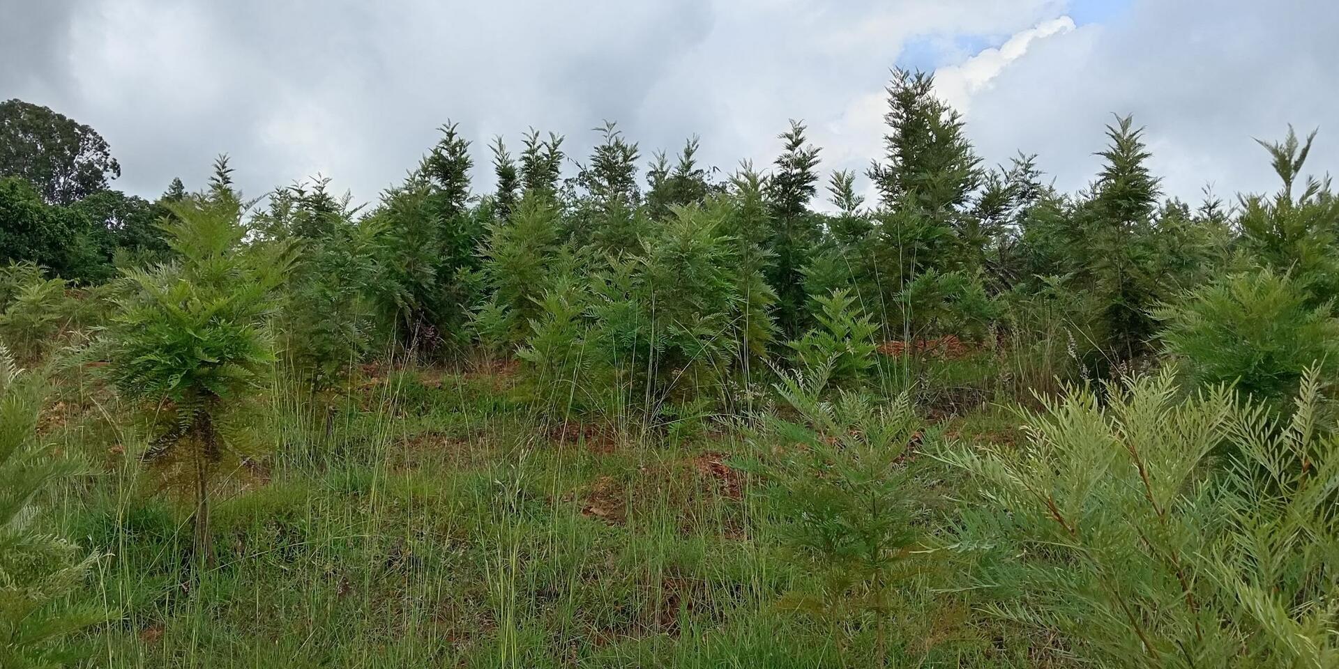The Ethiopia Green Legacy Initiative embarks exemplary landscape restorations -  Evidence from the Gurage and Wolaita Zones of Ethiopia - Image 14