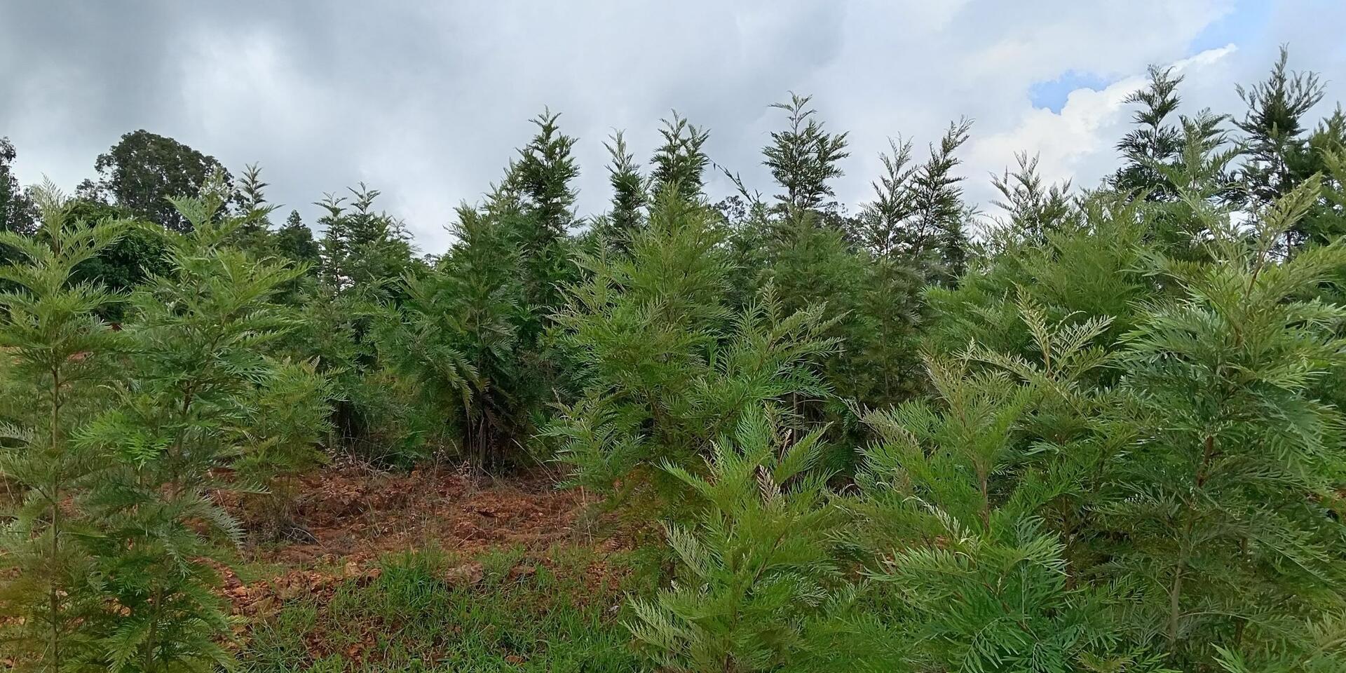 The Ethiopia Green Legacy Initiative embarks exemplary landscape restorations -  Evidence from the Gurage and Wolaita Zones of Ethiopia - Image 15