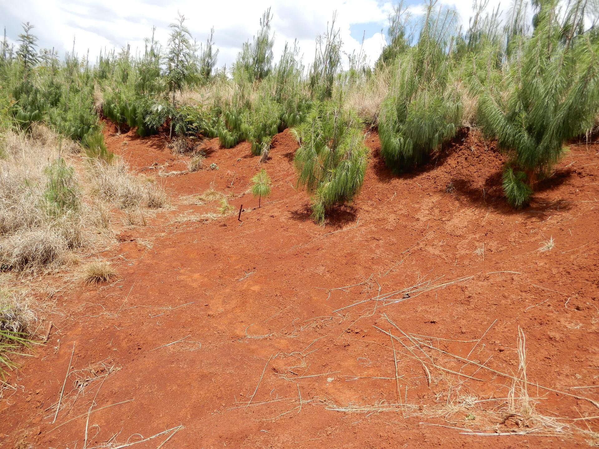 The Ethiopia Green Legacy Initiative embarks exemplary landscape restorations -  Evidence from the Gurage and Wolaita Zones of Ethiopia - Image 2